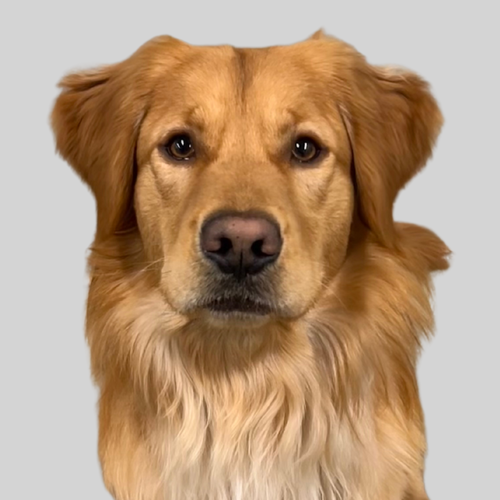 Calvin T. Dog
