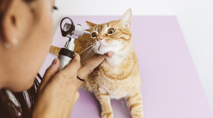 Pet Emergency