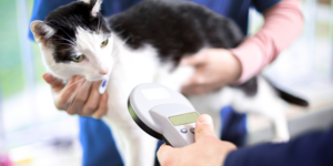 Microchipping-1