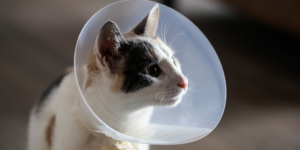 spay_neuter-1