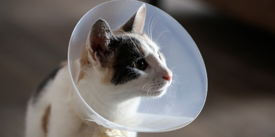 spay_neuter (1) spay_neuter-1