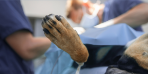 surgery-1