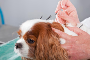 acupuncture-H-final