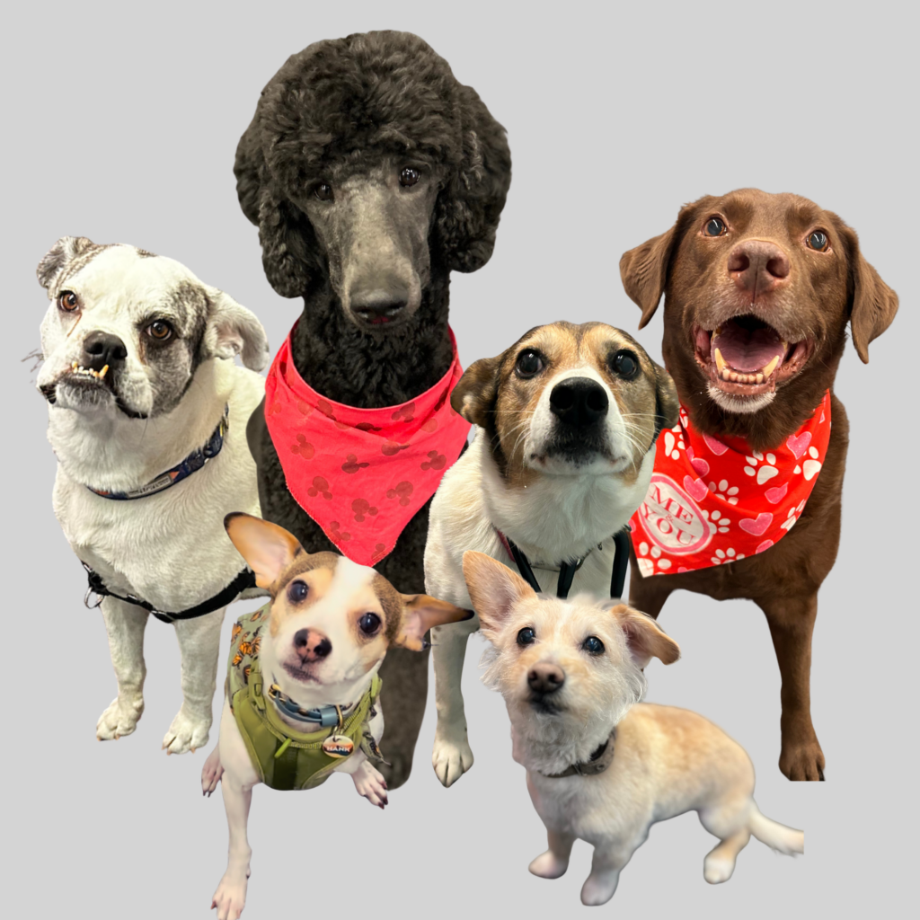 Office Dogs