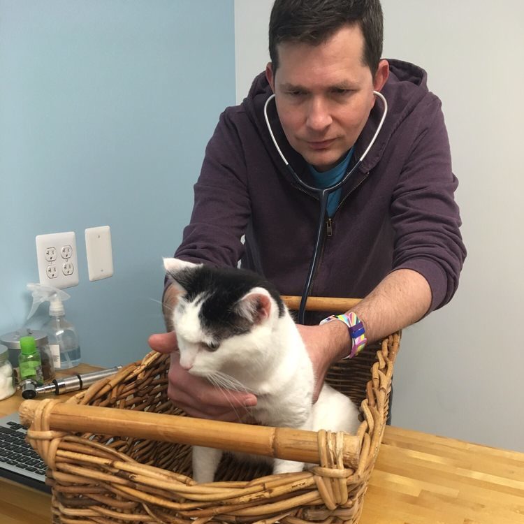 cat-in-basket cat-in-basket